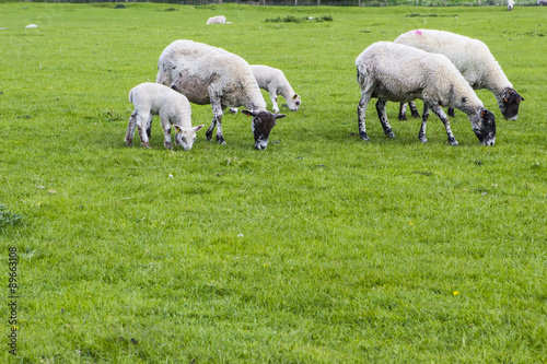 Flock of sheep on the meadow