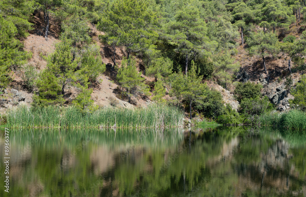 Forest trees reflected in a lake Forest trees reflected in a lake