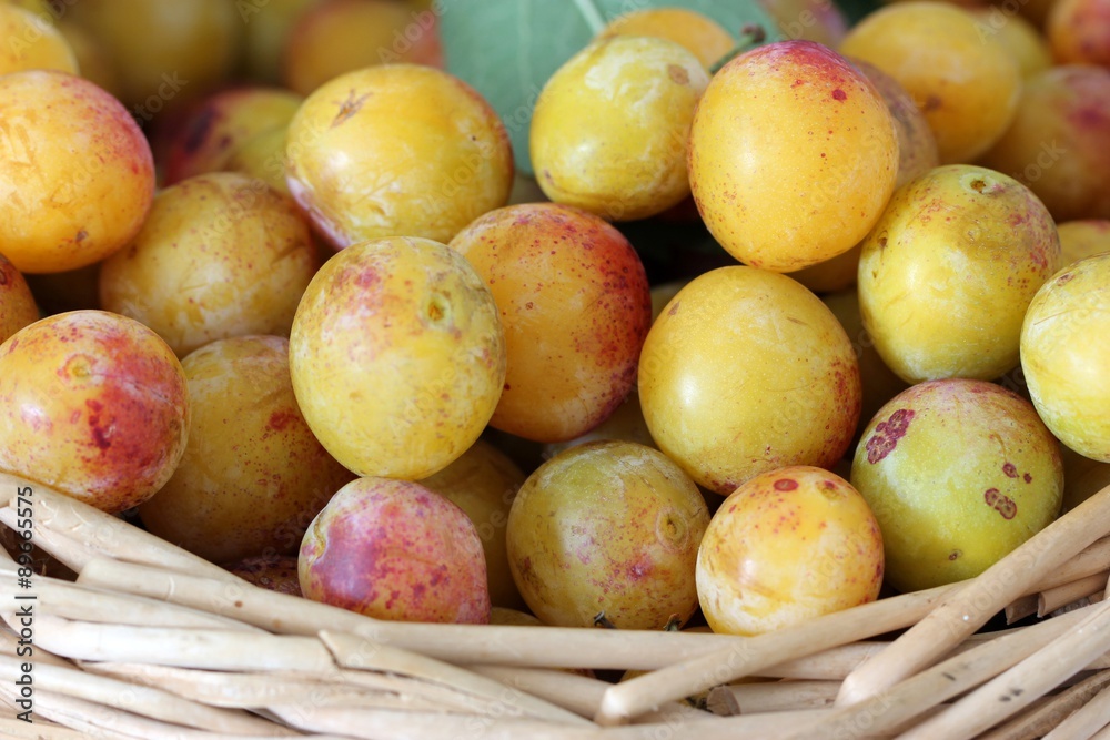 mirabelles , récolte de mirabelles mirabelles , récolte de mirabelles