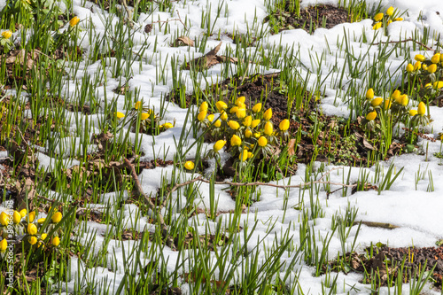 Winterlinge