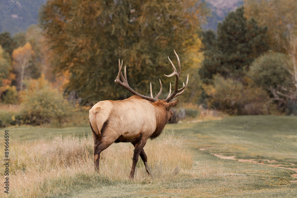 Bull elk Bugling in the Fall Rut