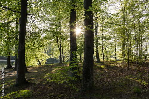 Nachmittagsspaziergang im Wald