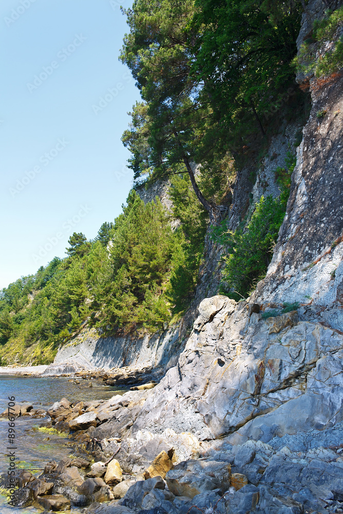 Beautiful rocky beach with pine trees on the rocks