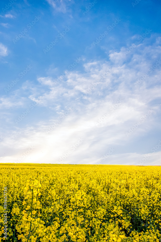 Yellow rapeseed field Yellow rapeseed field