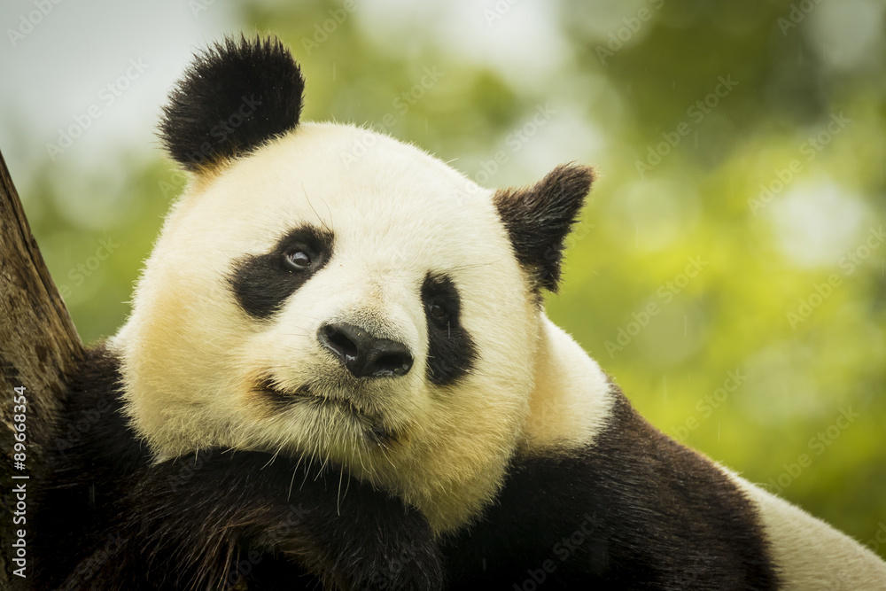 Fototapeta premium Panda awake