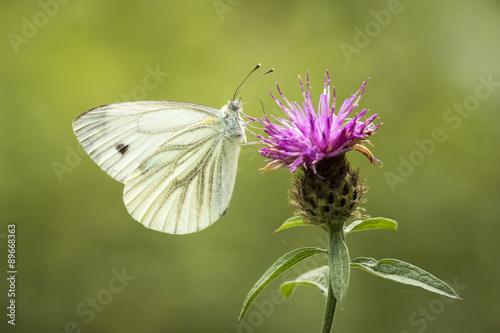 Butterfly on thistle