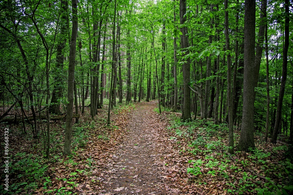 Letchworth Forrest Letchworth Forrest