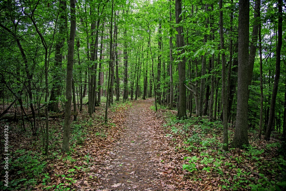 Letchworth Forrest 