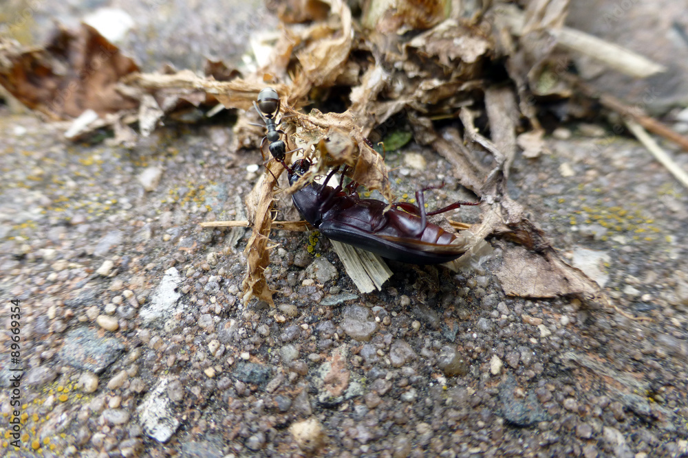 Fototapeta premium Aschgraue Sklavenameise