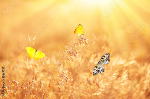 Beautiful butterflies on meadow
