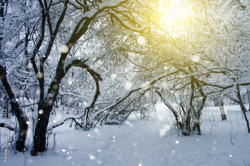 sunshine in snowy cold winter forest at sunset sunshine in snowy cold winter forest at sunset
