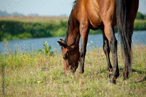 Obraz na płótnie Purebred horse grazing nearby the river w salonie