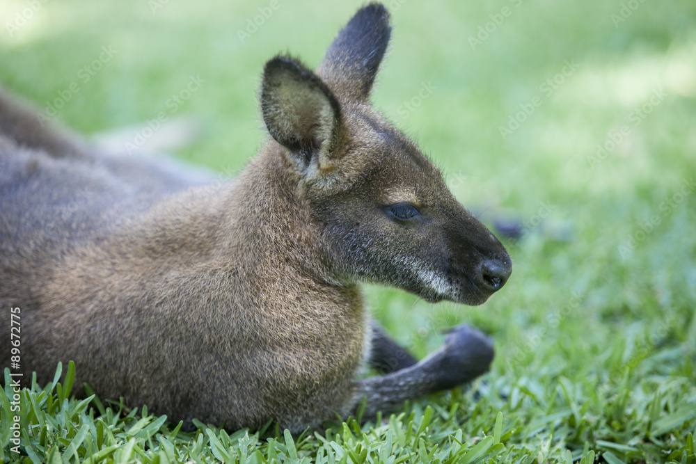Wallaby resting on grass
