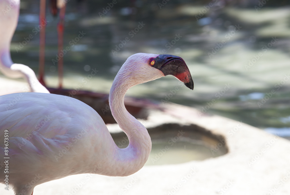 Fototapeta premium Lesser Flamingo, Phoenicopterus minor