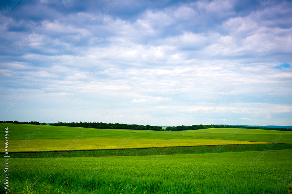 Green grassland and blue sky in summer