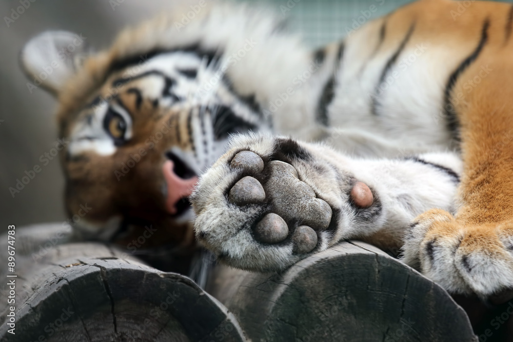 Naklejka premium Amur tiger put his paw on vacation