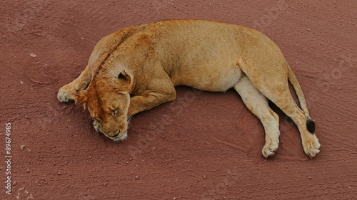 Lion is sleeping in savanna static camera view. Safari. Africa. Tanzania. Travel tourism adventure in wild nature.