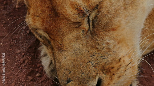 Lion is sleeping in savanna close up camera view. Safari. Africa. Tanzania. Serengeti Ngorongoro crater. Travel tourism adventure in wild nature.