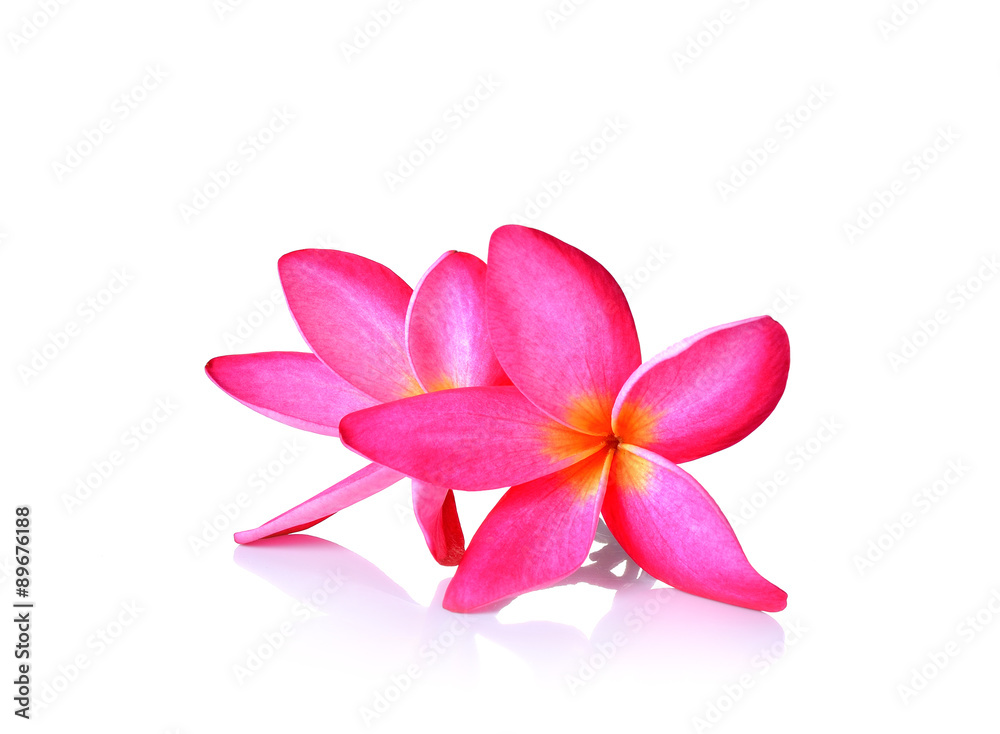 Pink  frangipani flower  on white background