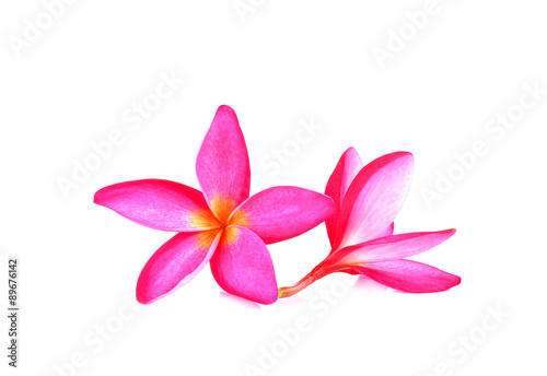 Pink  frangipani flower on  white background