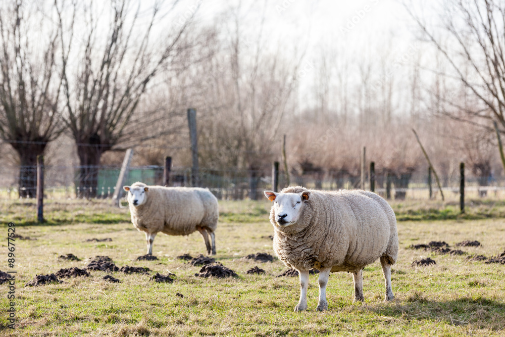 Obraz premium sheep in the field