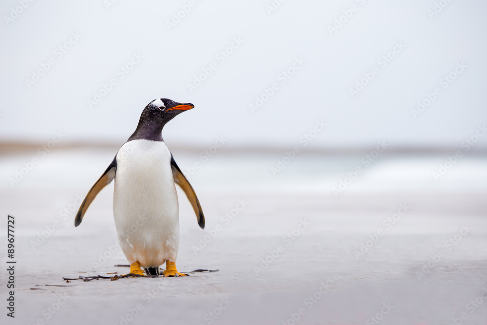 Naklejka premium Gentoo Penguin (Pygoscelis papua) standing alone on a white sand