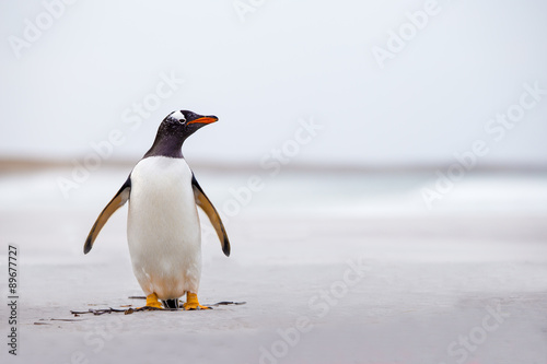 Gentoo Penguin (Pygoscelis papua) standing alone on a white sand