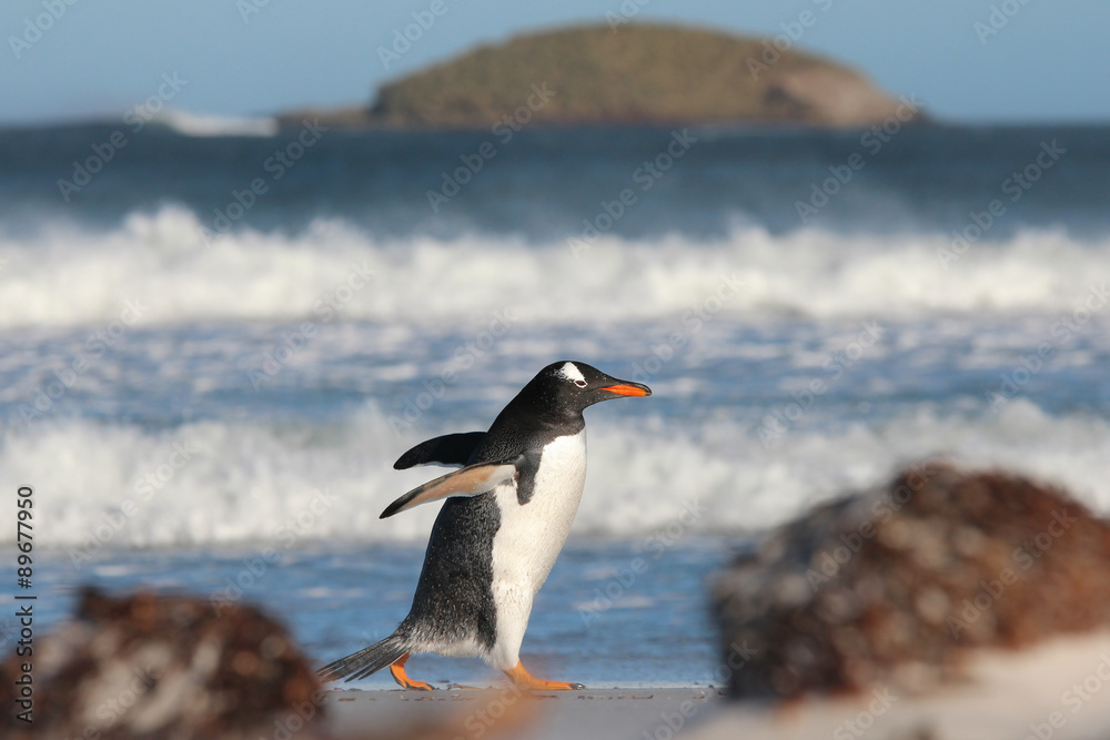 Obraz premium Gentoo Penguin strolling along Bertha's Beach, Falkland Islands.