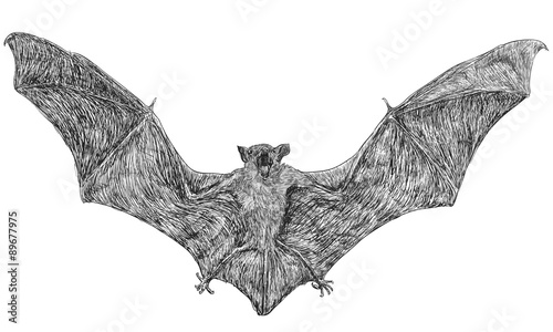 Bat flying draw monochrome vector illustration.