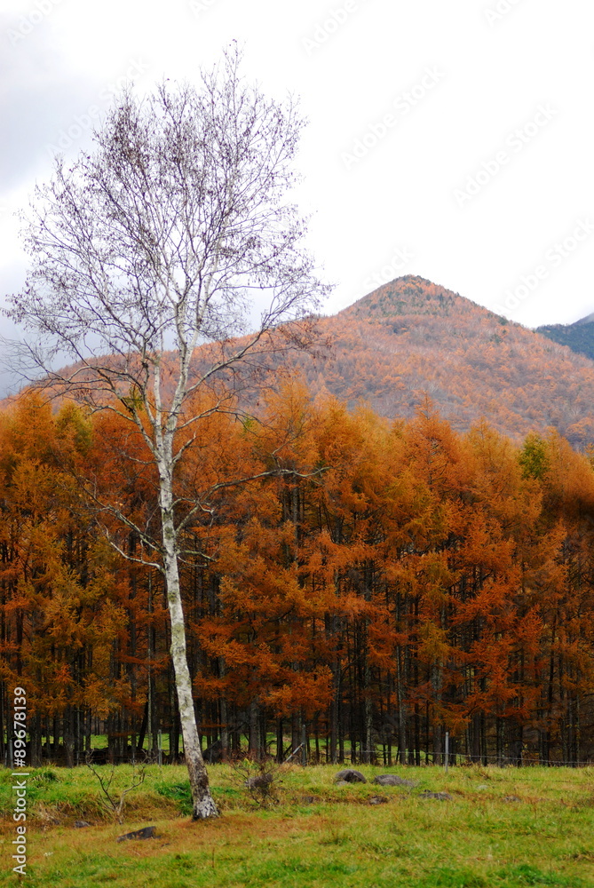 Fototapeta premium One Birch and autumn pattern.