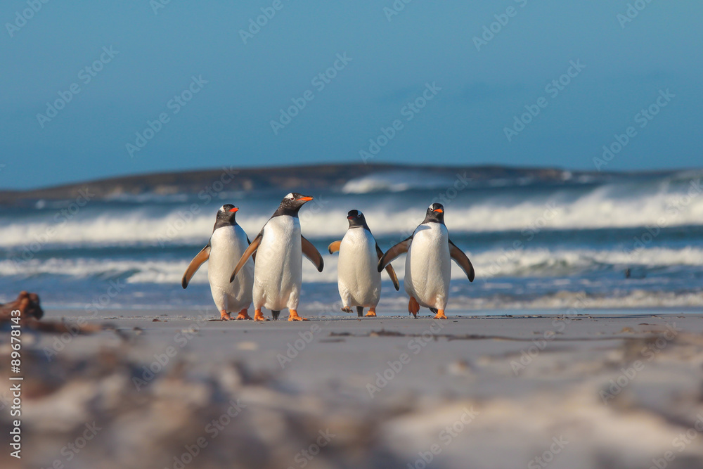 Naklejka premium Four Gentoo penguins walking from the sea on a sunny Winter's da