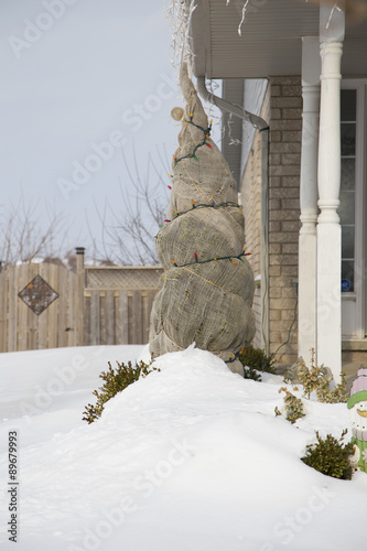 Winterized Tree Wrapped in Burlap photo