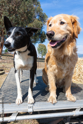 Working farm dogs on a ute
