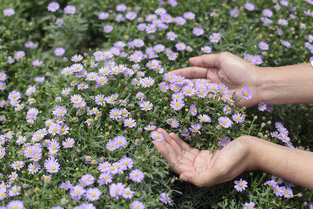 close up of  a hand picking purple flowers in full bloom