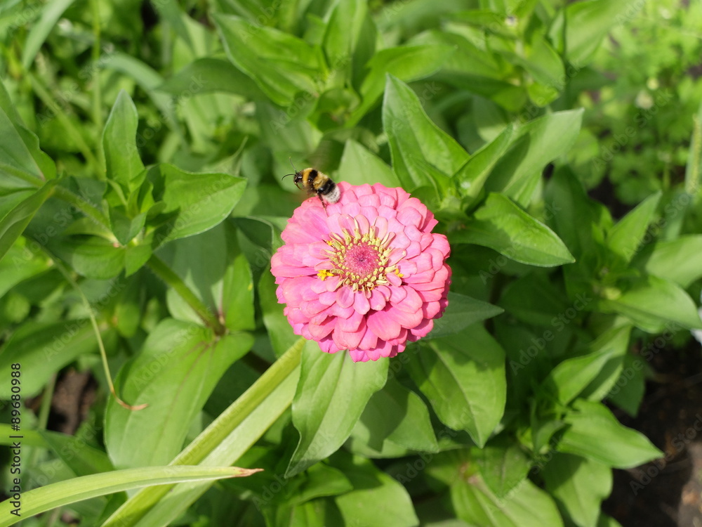 Fototapeta premium Шмель улетает с цветка