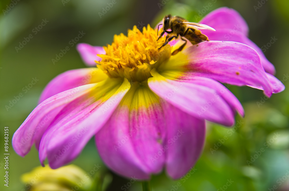 Closeup of a bee sucking pollen on a large magenta flower Closeup of a bee sucking pollen on a large magenta flower