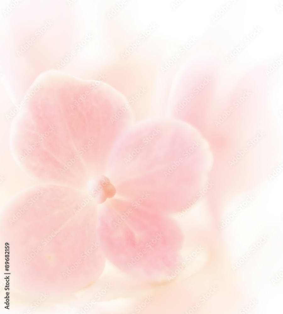 Sweet color hydrangea in soft color and blur style for background
