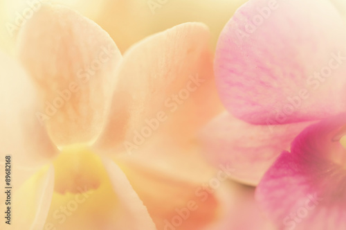 Sweet color hydrangea in soft color and blur style for background 