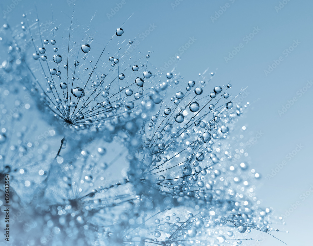 Fototapeta premium Kwiat zroszony mniszek z bliska