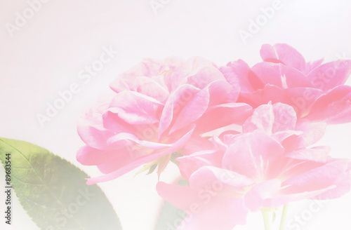 sweet pink rose in vintage color style background   © number1411