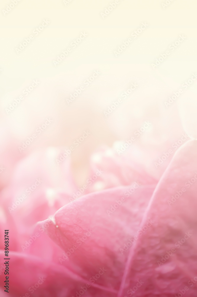 Pink Lotus , in soft color and blur style background

