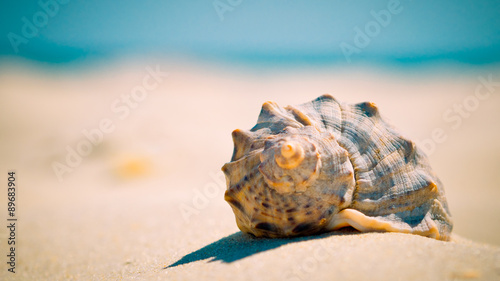 Seashell on a tropic beach