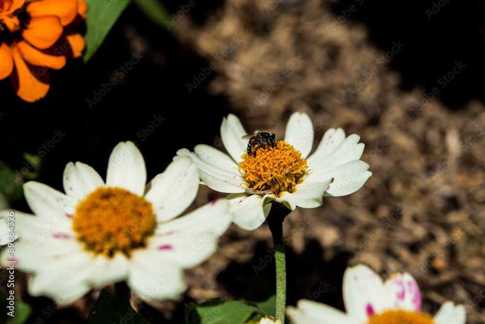 Obraz premium Flower in garden