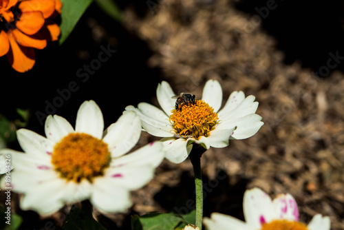 Flower in garden