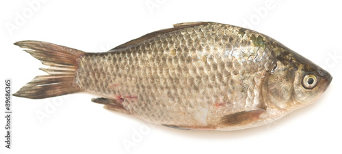 crucian carp