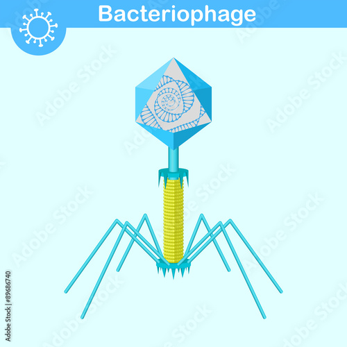 Bacteriophage DNA virus