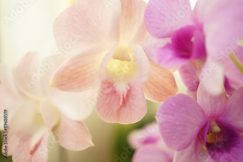 Fototapeta Naklejka Na Ścianę i Meble -  Sweet color orchids
