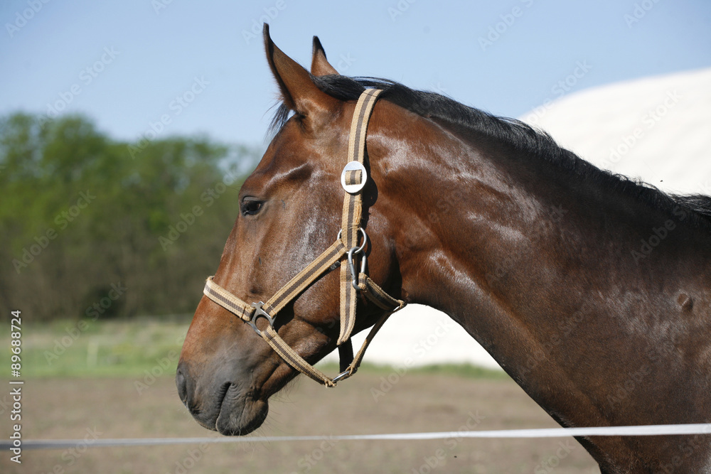 Obraz premium Head shot of a young stallion in the corral