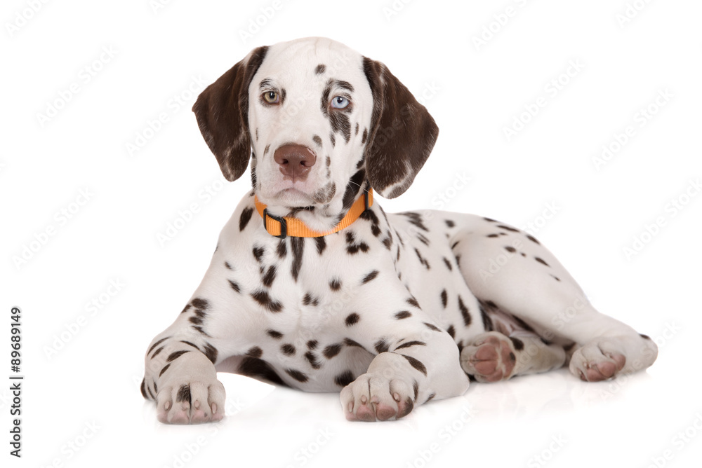 adorable brown dalmatian puppy on white - obrazy, fototapety, plakaty 