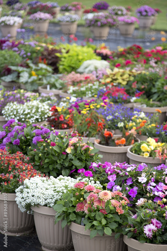 Colourful Flowers in containers